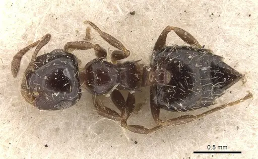 Crematogaster abstinens specimen CASENT0908387 image casent0908387_1