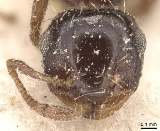 Crematogaster abstinens specimen CASENT0908387 image casent0908387_2