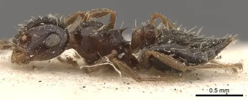 Crematogaster abstinens specimen CASENT0908387 image casent0908387_3