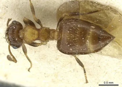 Crematogaster abstinens specimen CASENT0912750 image casent0912750_1