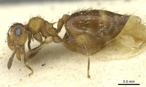 Crematogaster abstinens specimen CASENT0912750 image casent0912750_3