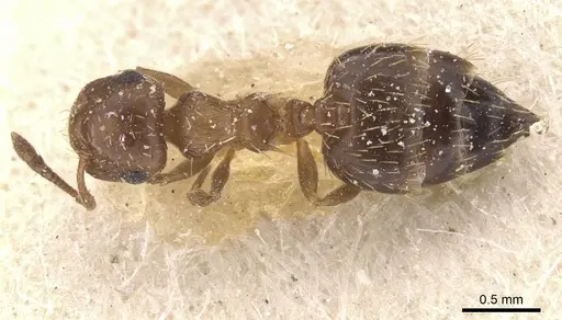 Crematogaster abstinens specimen CASENT0912779 image casent0912779_1
