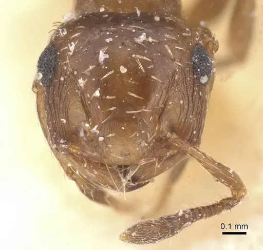Crematogaster abstinens specimen CASENT0912779 image casent0912779_2