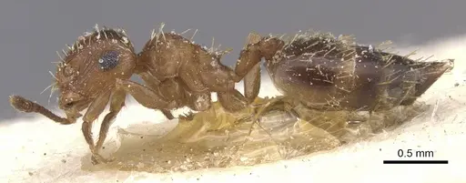 Crematogaster abstinens specimen CASENT0912779 image casent0912779_3