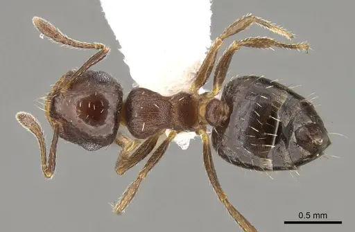 Crematogaster abstinens specimen CASENT0914546 image casent0914546_1
