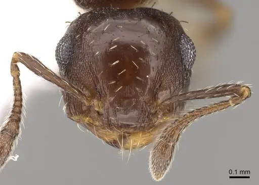 Crematogaster abstinens specimen CASENT0914546 image casent0914546_2