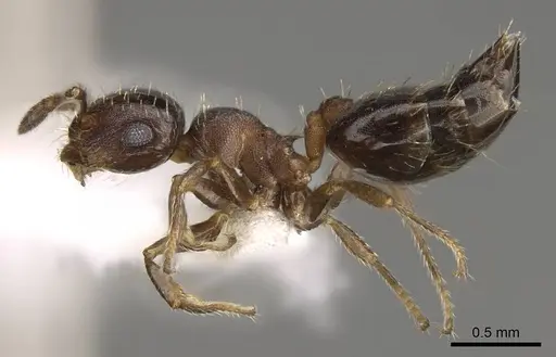Crematogaster abstinens specimen CASENT0914546 image casent0914546_3