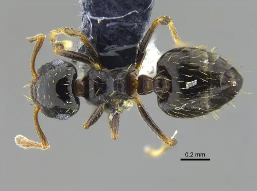 Crematogaster abstinens specimen CBUMAGENT41953 image cbumagent41953_1