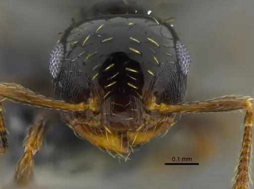 Crematogaster abstinens specimen CBUMAGENT41953 image cbumagent41953_2