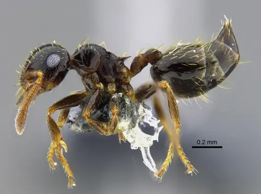 Crematogaster abstinens specimen CBUMAGENT41953 image cbumagent41953_3