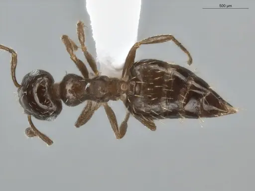 Crematogaster abstinens specimen ECOFOG-BUG-0036-04 image ecofog-bug-0036-04_1