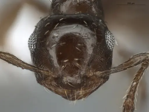 Crematogaster abstinens specimen ECOFOG-BUG-0036-04 image ecofog-bug-0036-04_2