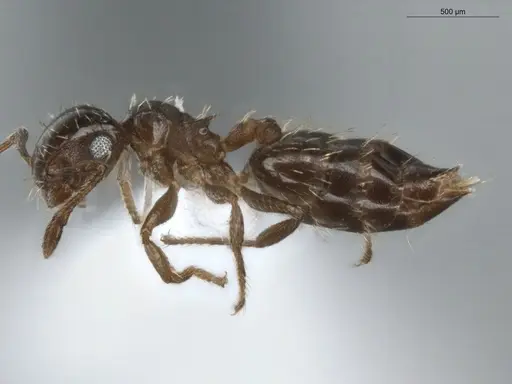 Crematogaster abstinens specimen ECOFOG-BUG-0036-04 image ecofog-bug-0036-04_3