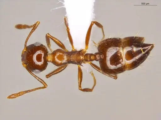 Crematogaster abstinens specimen ECOFOG-OI17-0200-07 image ecofog-oi17-0200-07_1