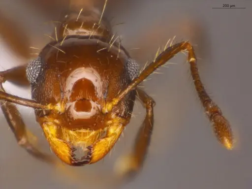 Crematogaster abstinens specimen ECOFOG-OI17-0200-07 image ecofog-oi17-0200-07_2