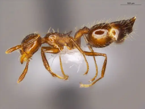 Crematogaster abstinens specimen ECOFOG-OI17-0200-07 image ecofog-oi17-0200-07_3