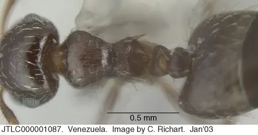 Crematogaster abstinens specimen JTLC000001087 image jtlc000001087_1