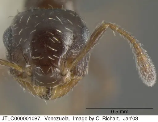 Crematogaster abstinens specimen JTLC000001087 image jtlc000001087_2