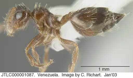 Crematogaster abstinens specimen JTLC000001087 image jtlc000001087_3