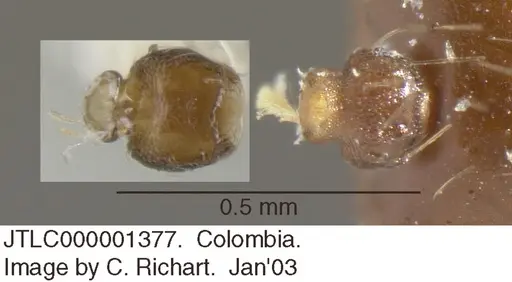 Crematogaster abstinens specimen JTLC000001377 image jtlc000001377_1