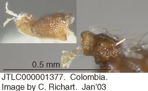 Crematogaster abstinens specimen JTLC000001377 image jtlc000001377_2