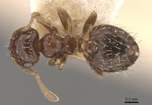 Crematogaster abstinens specimen JTLC000015314 image jtlc000015314_1