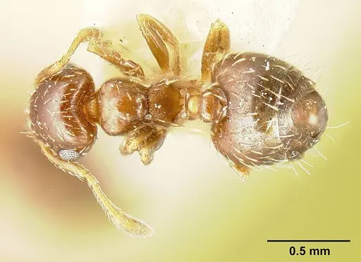 Crematogaster abstinens specimen JTLC000015314 image jtlc000015314_2