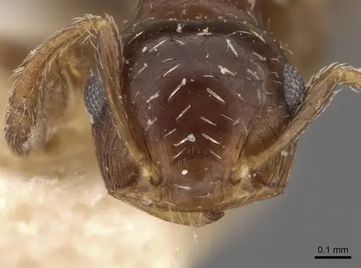 Crematogaster abstinens specimen JTLC000015314 image jtlc000015314_3