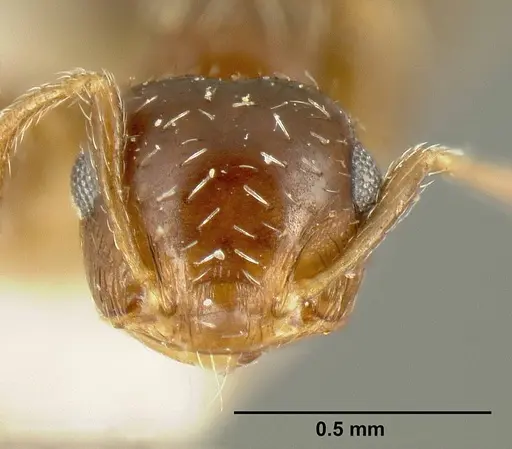 Crematogaster abstinens specimen JTLC000015314 image jtlc000015314_4