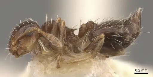Crematogaster abstinens specimen JTLC000015314 image jtlc000015314_5