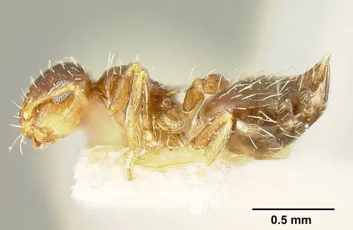 Crematogaster abstinens specimen JTLC000015314 image jtlc000015314_6