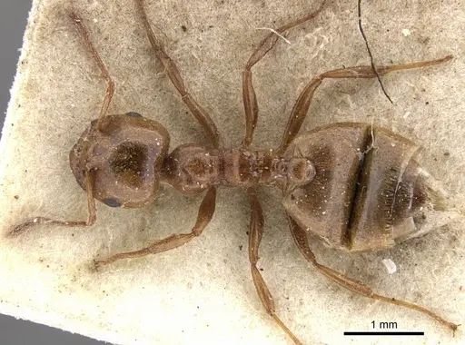 Crematogaster acaciae specimen CASENT0902081 image casent0902081_1