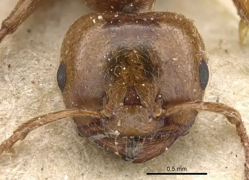 Crematogaster acaciae specimen CASENT0902081 image casent0902081_2