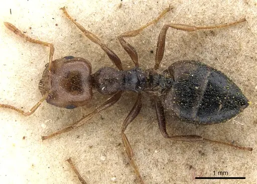 Crematogaster acaciae specimen CASENT0902082 image casent0902082_1