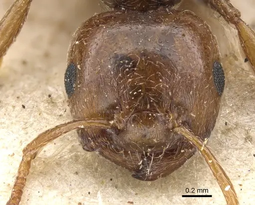 Crematogaster acaciae specimen CASENT0902082 image casent0902082_2