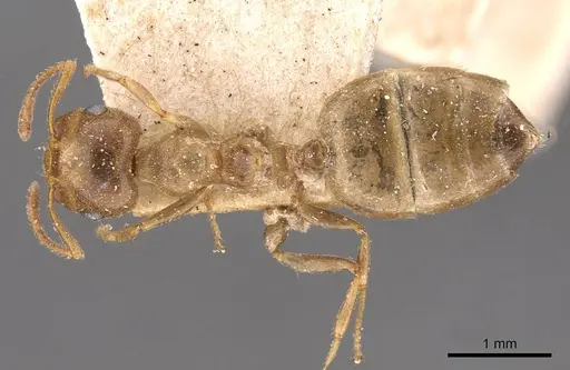 Crematogaster acaciae specimen CASENT0908494 image casent0908494_1