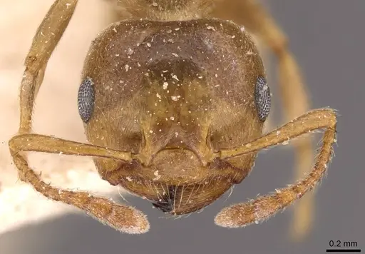 Crematogaster acaciae specimen CASENT0908494 image casent0908494_2