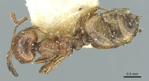 Crematogaster acaciae specimen CASENT0912632 image casent0912632_1