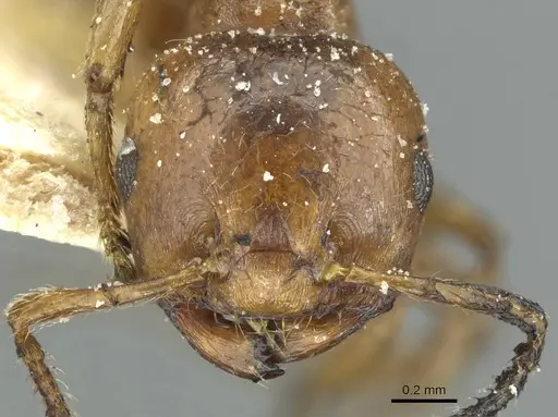 Crematogaster acaciae specimen CASENT0912632 image casent0912632_2