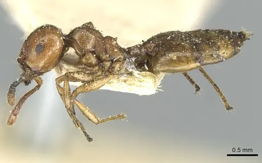 Crematogaster acaciae specimen CASENT0912632 image casent0912632_3
