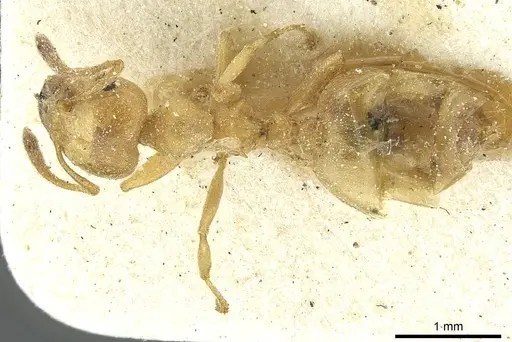 Crematogaster acaciae specimen CASENT0912633 image casent0912633_1