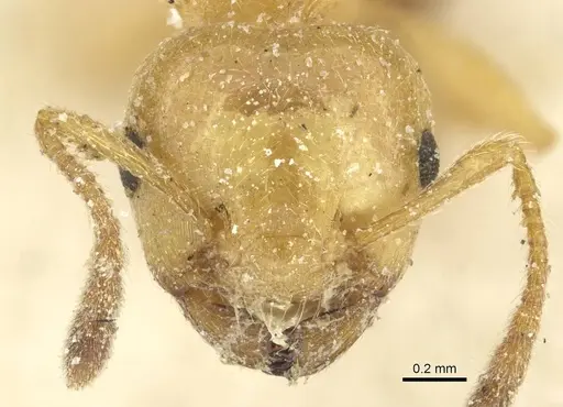 Crematogaster acaciae specimen CASENT0912633 image casent0912633_2