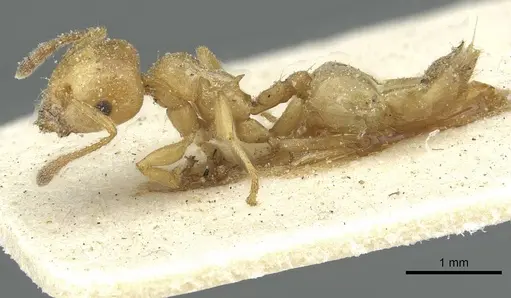 Crematogaster acaciae specimen CASENT0912633 image casent0912633_3