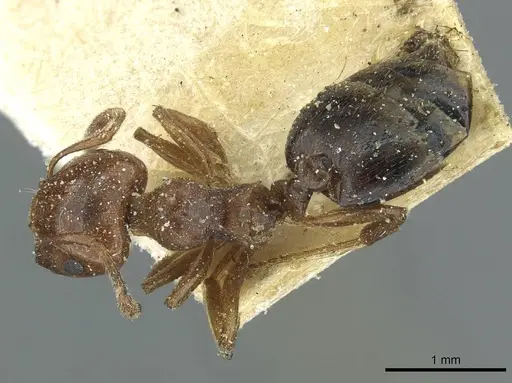 Crematogaster acaciae specimen CASENT0912634 image casent0912634_1