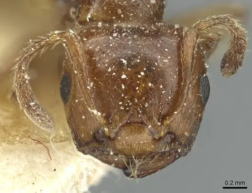 Crematogaster acaciae specimen CASENT0912634 image casent0912634_2