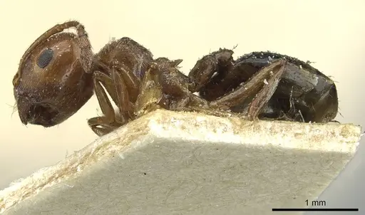 Crematogaster acaciae specimen CASENT0912634 image casent0912634_3