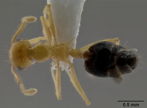 Crematogaster aculeata specimen CASENT0193600 image casent0193600_1