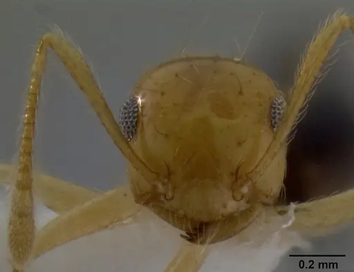Crematogaster aculeata specimen CASENT0193600 image casent0193600_2