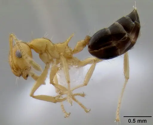 Crematogaster aculeata specimen CASENT0193600 image casent0193600_3