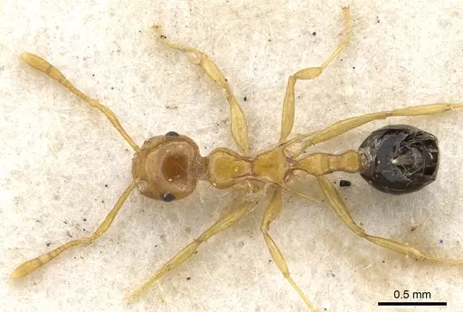 Crematogaster aculeata specimen CASENT0902115 image casent0902115_1